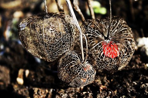 酸浆，嫩，脆，细丝，特写，聚焦前景，无人，白天