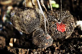 酸浆，嫩，脆，细丝，特写，聚焦前景，无人，白天
