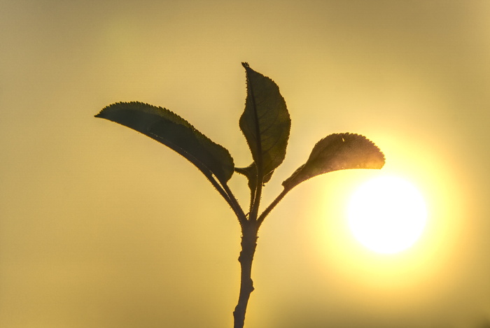 太阳、背光、雾、美学、树枝、薄雾、朦胧、概述