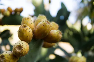 仙人掌，自然，树，植物，特写，美丽的自然，仙人掌，没有人