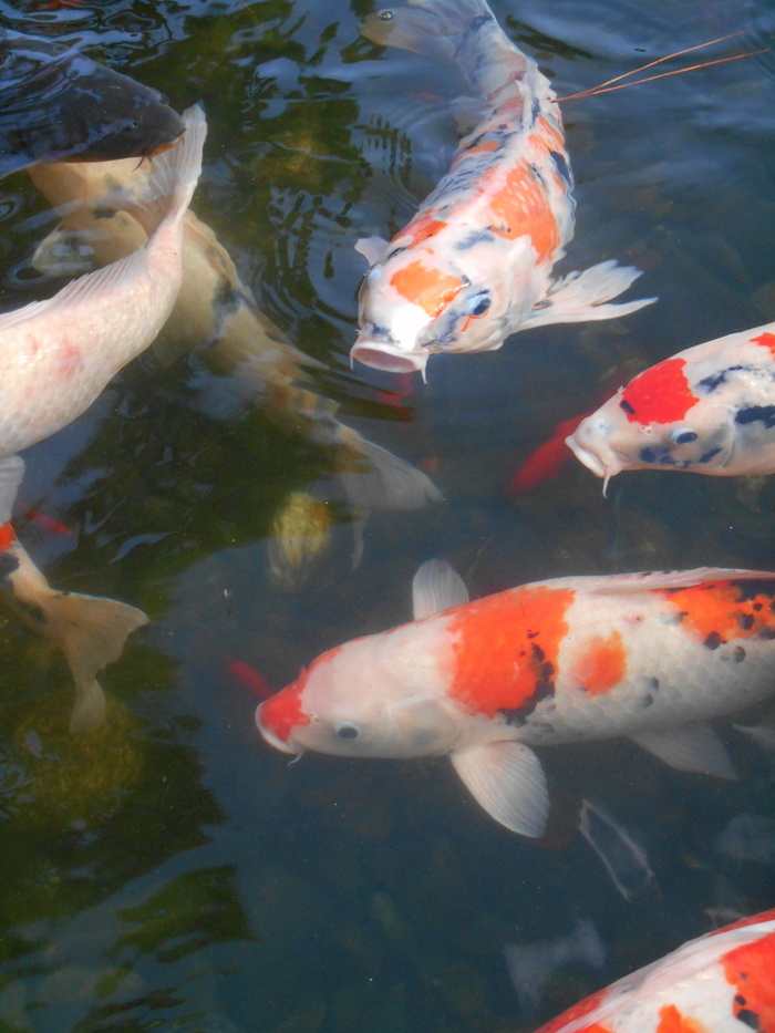 彩色鲤鱼，鲤鱼，鱼类，水族鱼，红白，日本，锦鲤，鲜活