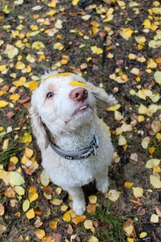 动物，鼻子，眼睛，舌头，树叶，秋天，可爱，狗