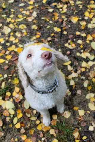 动物，鼻子，眼睛，舌头，树叶，秋天，可爱，狗