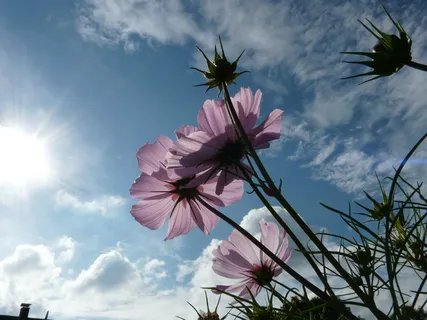低角度摄影,粉色,带花瓣的花,太阳,花,开花,开花 低角度摄影,粉色,带花瓣的花,太阳,花,开花,开花