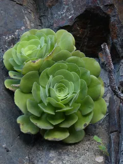 风叶草属,肉质,植物,叶,风叶草属,厚板温室,景天科,小灌木 风叶草属,肉质,植物,叶,风叶草属,厚板温室,景天科,小灌木