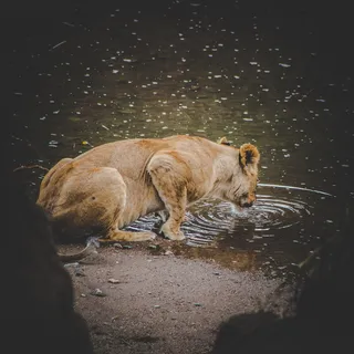 母狮白天在水面上拍打 母狮白天在水面上拍打