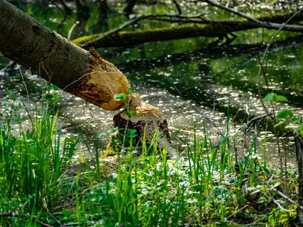 树，像，海狸，咀嚼，浏览，沙漏技术，自然，木材