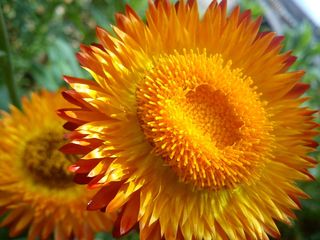 活着，橙色，花，永远活着，黄色，橙色，花，自然，春天