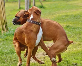 拳击犬，狗，好帮手，保护区，动物福利，动物，喜欢动物，玩耍