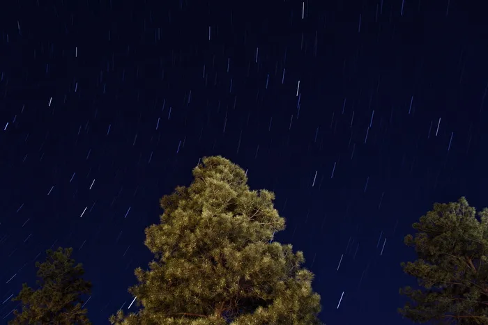 夜晚星空下的绿树