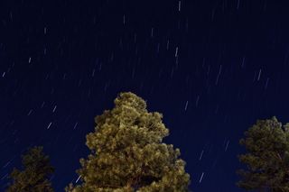 夜晚星空下的绿树