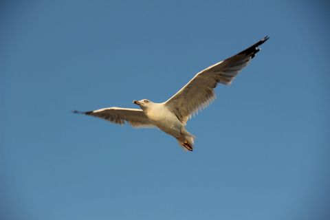 天空，鸟类，苍蝇，机票，飞行，动物野生动物，动物主题，动物