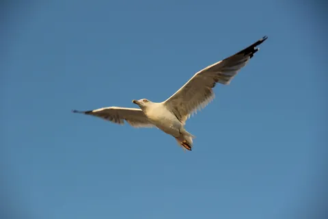 天空,鸟类,苍蝇,机票,飞行,动物野生动物,动物主题,动物 天空,鸟类,苍蝇,机票,飞行,动物野生动物,动物主题,动物