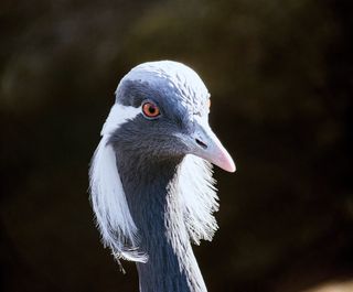 橡子，鹤，鸟，动物，动物世界，比尔，优雅，头