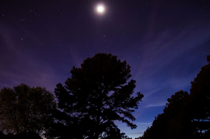 天文学，森林，月亮，夜晚，夜空，天空，星星，树木