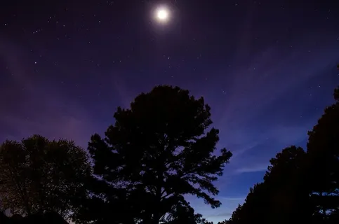 天文学,森林,月亮,夜晚,夜空,天空,星星,树木 天文学,森林,月亮,夜晚,夜空,天空,星星,树木