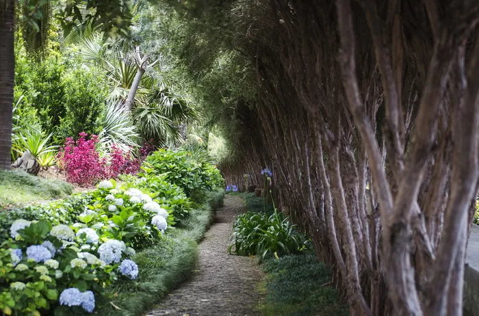 马德拉，葡萄牙，funchal，蒙特，花园，热带花园，自然，植物