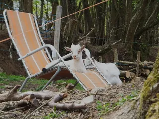 山羊, 躺椅, 休息, 不寻常, 动物, 动物主题, 哺乳动物, 树