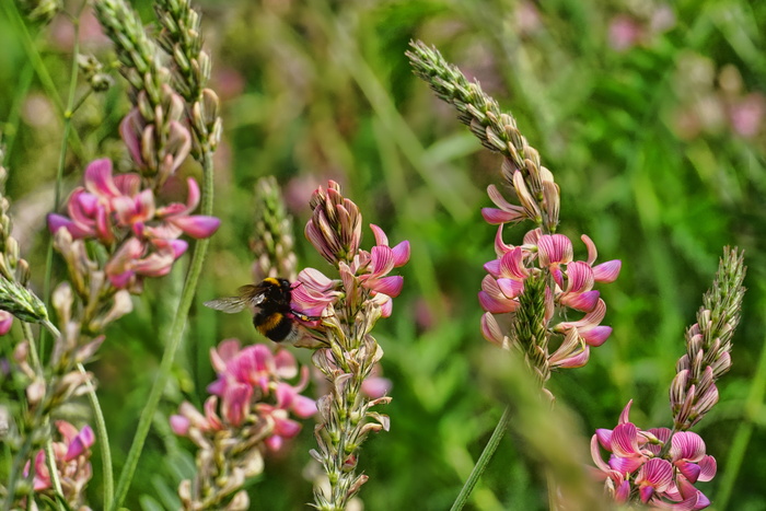 特写照片，粉色，兰花，植物，chuck sainfoin，hummel，春天，花朵