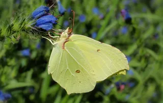 自然，花，蝴蝶日，在法院，昆虫，植物，夏天，动物