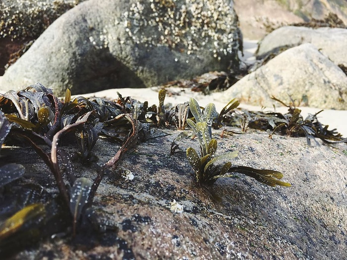 模糊、特写、日光、环境、自然、户外、植物、岩石