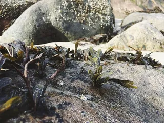 模糊、特写、日光、环境、自然、户外、植物、岩石