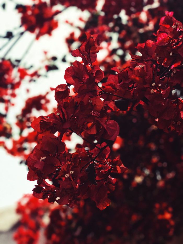 红叶，特写，照片，红色，带花瓣的花，树，花，自然