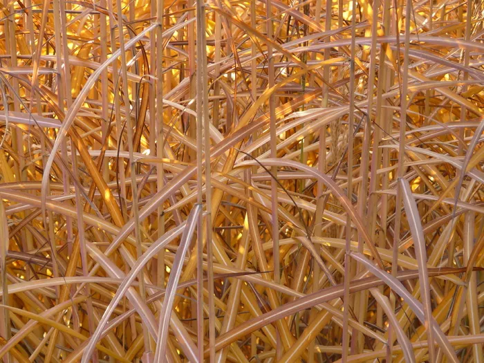 芒，芒，芒属植物，芒，背光源，甘草，禾本科，银泉，竹草编辑此页面