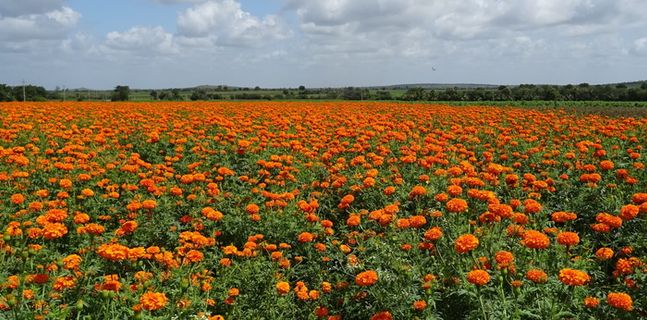 花朵、万寿菊、橙色、黄色、Genda、詹杜波尔、gondephool、万寿菊 花朵、万寿菊、橙色、黄色、Genda、詹杜波尔、gondephool、万寿菊