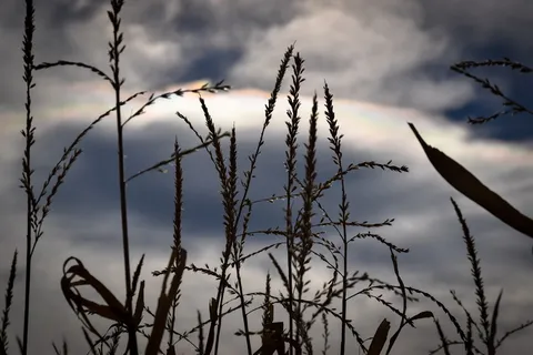 美国，littleton，丹佛植物园，查特菲尔德农场，云，玉米，希望，颜色，剪影