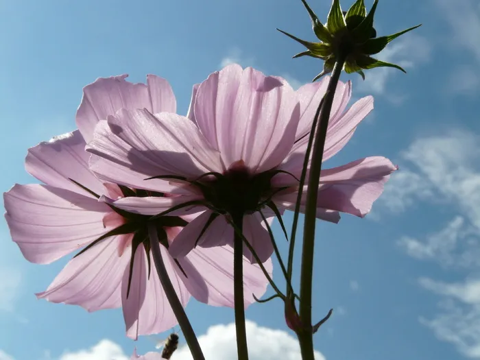 Blossom，Bloom，粉色，半透明，浅粉色，上釉，包括透光、细丝光和背光