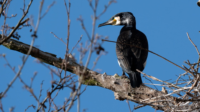 大鸬鹚, Phalacrocorax, 鸟类, 鸟, 野生动物, 野生动物, 脊椎动物, 动物