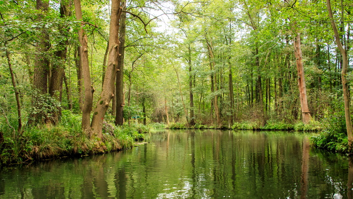 spreewald、渠道、深度、树木、spree、景观、森林、河流