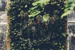 自然，花园，叶子，植物，美丽，植物，环境，树叶