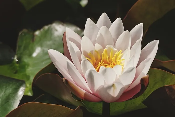 白瓣莲花