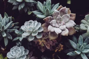 多汁植物照片