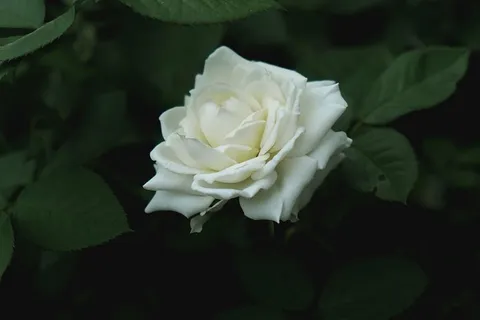 绿色,植物,白色,花朵,关闭,照片,玫瑰,花朵 绿色,植物,白色,花朵,关闭,照片,玫瑰,花朵