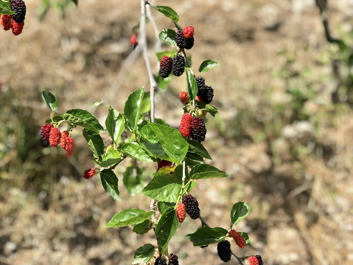 水果、叶子、桑树、自然、食物、植物、颜色、外壳