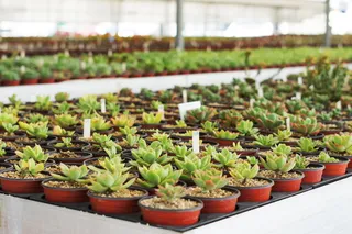 肉质植物，仙人掌，花朵，生长，植物，盆栽植物，绿色，连成一排