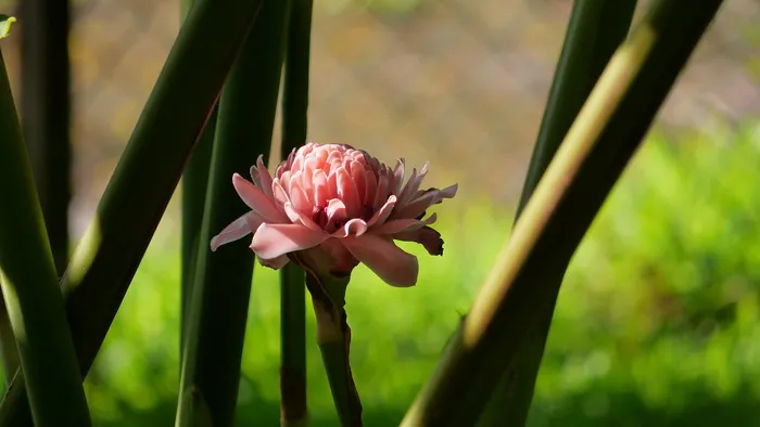 花朵、粉色、亚洲、热带、植物、开花植物、新鲜度、脆弱性