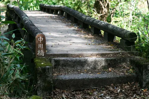 树木附近的灰色混凝土桥 树木附近的灰色混凝土桥