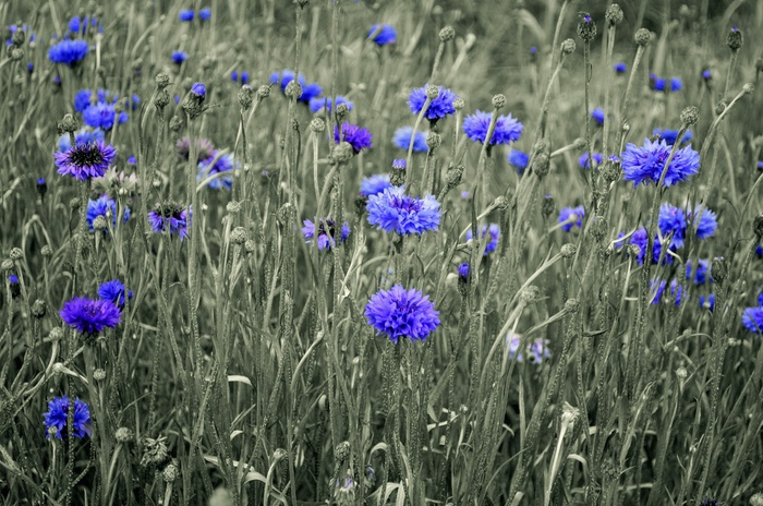 美, 开花, 蓝瓶, 芽, 矢车菊, 描述, 环境, 字段
