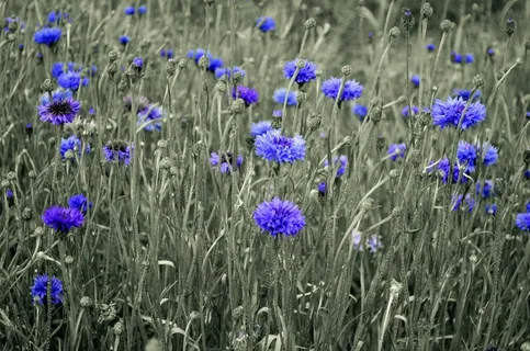 美, 开花, 蓝瓶, 芽, 矢车菊, 描述, 环境, 字段 美, 开花, 蓝瓶, 芽, 矢车菊, 描述, 环境, 字段