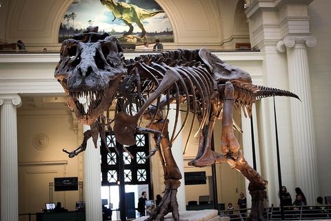 霸王龙骨架，恐龙，树木，博物馆，恐龙，霸王龙，骨架，食肉动物