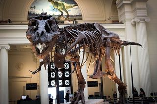 霸王龙骨架，恐龙，树木，博物馆，恐龙，霸王龙，骨架，食肉动物