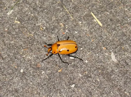 金龟子，甲虫，甲虫，葡萄藤，虫子，金龟子，甲虫，虫子，昆虫