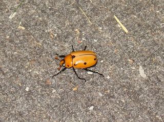 金龟子，甲虫，甲虫，葡萄藤，虫子，金龟子，甲虫，虫子，昆虫
