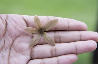 手，花，对比，女人，自然，艺术，健康，巴拉圭
