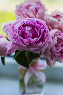 粉红色的花瓣, 粉红色, 花, 盛开, 花瓣, 叶植物, 自然, 绿色 粉红色的花瓣, 粉红色, 花, 盛开, 花瓣, 叶植物, 自然, 绿色