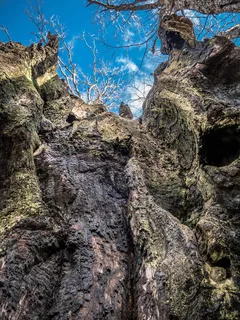 树，老，木，百年，棕色，老，木，天，橡木